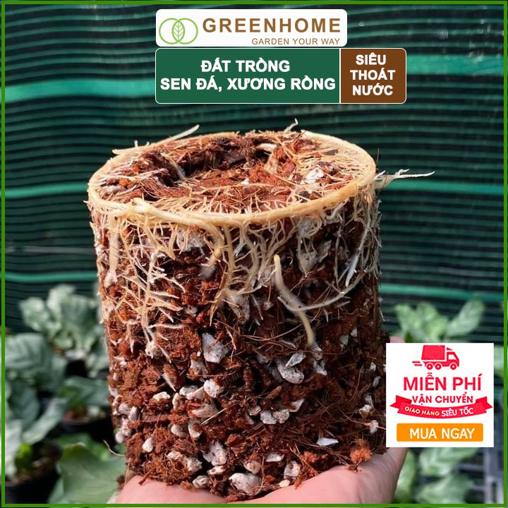 Đất trồng Sen đá Soil Mix, bao 1kg, đầy đủ dinh dưỡng, thoát nước tốt, Sen đá bền màu |Greenhome