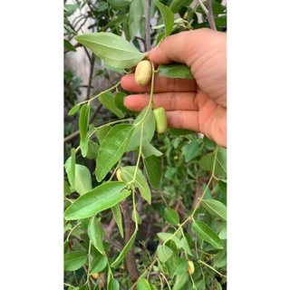 cây táo tàu (hồng táo)
