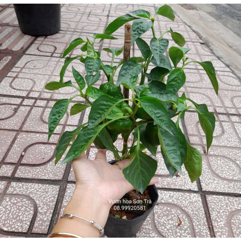 Cây ỚT CHUÔNG, đang trái.