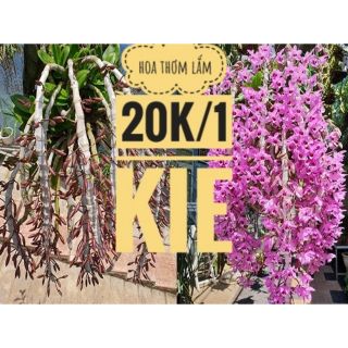 1 kie trầm tím rừng