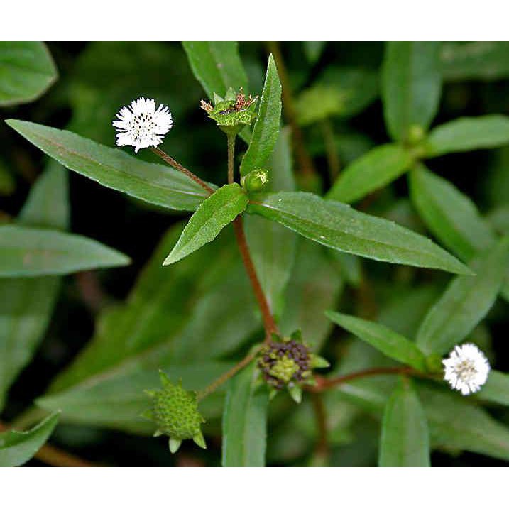 Cây nhọ nồi | Shopee Việt Nam