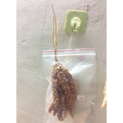 kê sợi, kê chùm cho hamster mượt lông (thức ăn cho hamster, đuôi mập, sóc và chim)