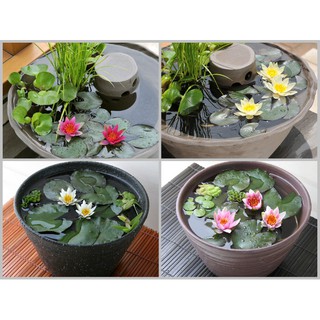 Gói 5 hạt giống hoa súng mini nhiều màu