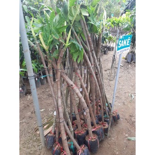 cây giống sake ( giao cây chiết đẹp cao 1.5m)