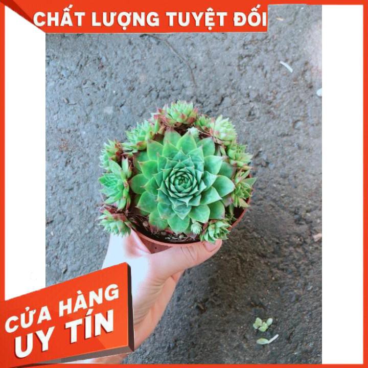 Chậu Phật Bà Xanh Nhiều Người Mua