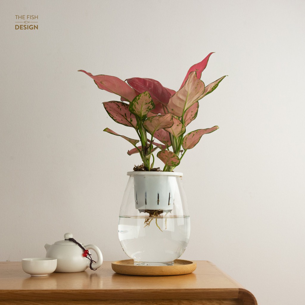 Bình cây vạn lộc hồng thủy sinh  | THE FISH SIZE L