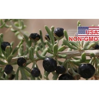 Hạt Giống Hắc Kỷ Tử