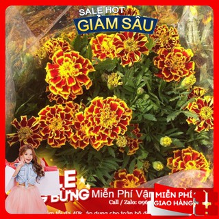 Hạt giống hoa cúc vạn thọ pháp - 50 hạt / gói