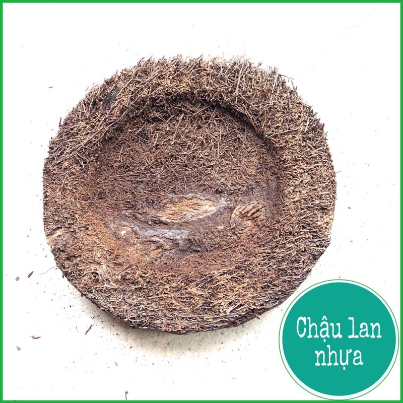 Rớn bảng tròn trồng lan 23cm