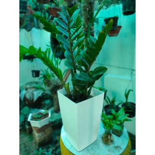 Khóm kim tiền 3->4 thân(Cây khổng lồ khoảng 60cm)(Ko chậu)(KM thêm10 cây ngai cau tai hoặc shop chọn bụi kim t ien to)