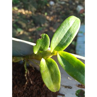 Hoa lan phi điệp, giả hạc