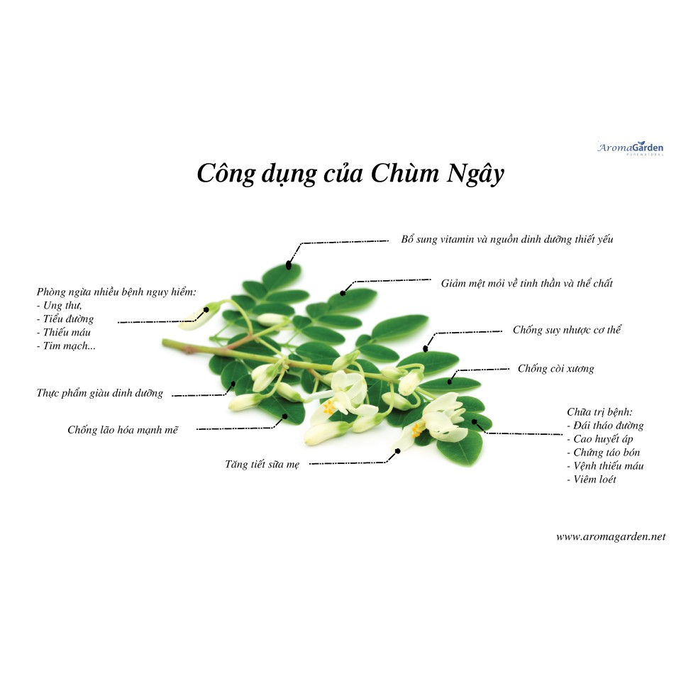 Bột Chùm Ngây Sấy Lạnh Nguyên Chất Dalahouse (50g) bổ sung dinh dưỡng người cao tuổi, bột rau củ ăn dặm cho bé | BigBuy360 - bigbuy360.vn