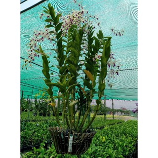 denro nắng bà liễu xưa