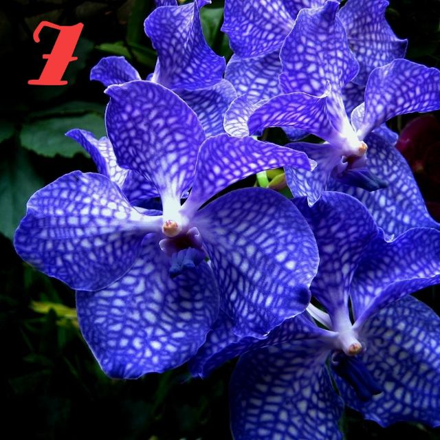 Hoa Lan: VANDA THÁI- COMBO 5 MÀU: 150K