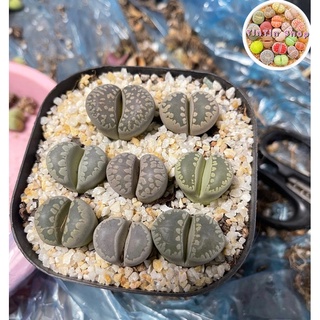 Sen mông,lithops,thạch lan vân khủng long