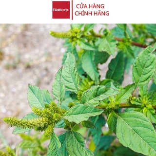 Cây dền gai khô thượng hạng Sasuke 1kg