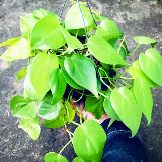 TRẦU BÀ TIM VÀNG GÁO DỪA