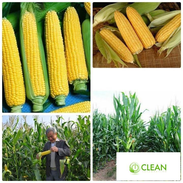 Hạt giống Bắp ngọt, Bắp Mỹ
