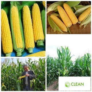 Hạt giống Bắp ngọt, Bắp Mỹ