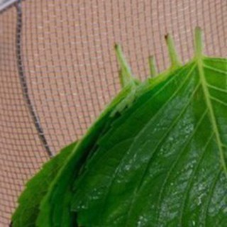 0.5Gr Hạt Giống Lá Vừng Hàn Quốc