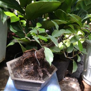 Cây Sung Bonsai