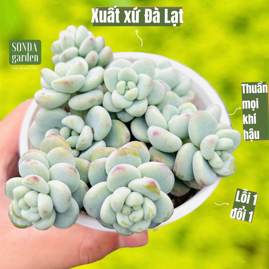 Sen đá sỏi thiên thanh SONDA GARDEN size trung bình 10 cm , cây cảnh trang trí nhà cửa, lỗi 1 đổi 1