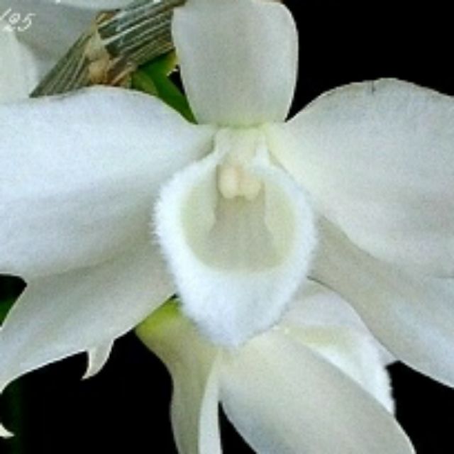 Trầm trắng cây giống