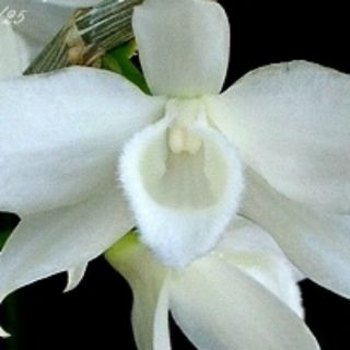 Trầm trắng cây giống