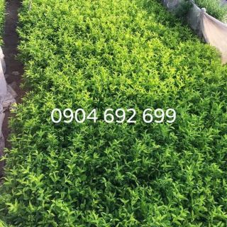 Combo 100 Cây chuỗi ngọc, hàng viền công trình