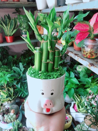 Chậu Cây Trúc Phát Tài