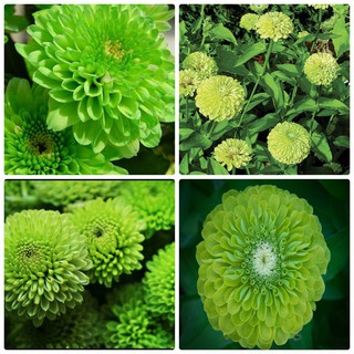[GIÁ GỐC] Hạt Giống Cúc Zinnia xanh
