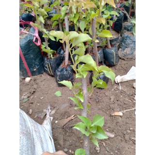 Cây Giống Hoa Giấy Leo