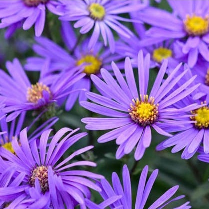 Hạt Giống Hoa Thạch Thảo 0.2gr