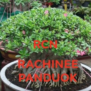 Gói 10 Hạt sứ kim tự tháp (12k/hạt)