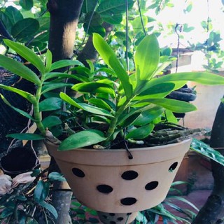 Hoa lan trầm tím thái lan ( cao 25cm, cây to đẹp, chất lượng)
