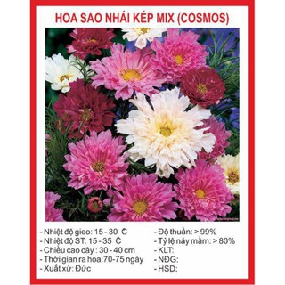 Hạt giống hoa sao nhái kép 50 hạt