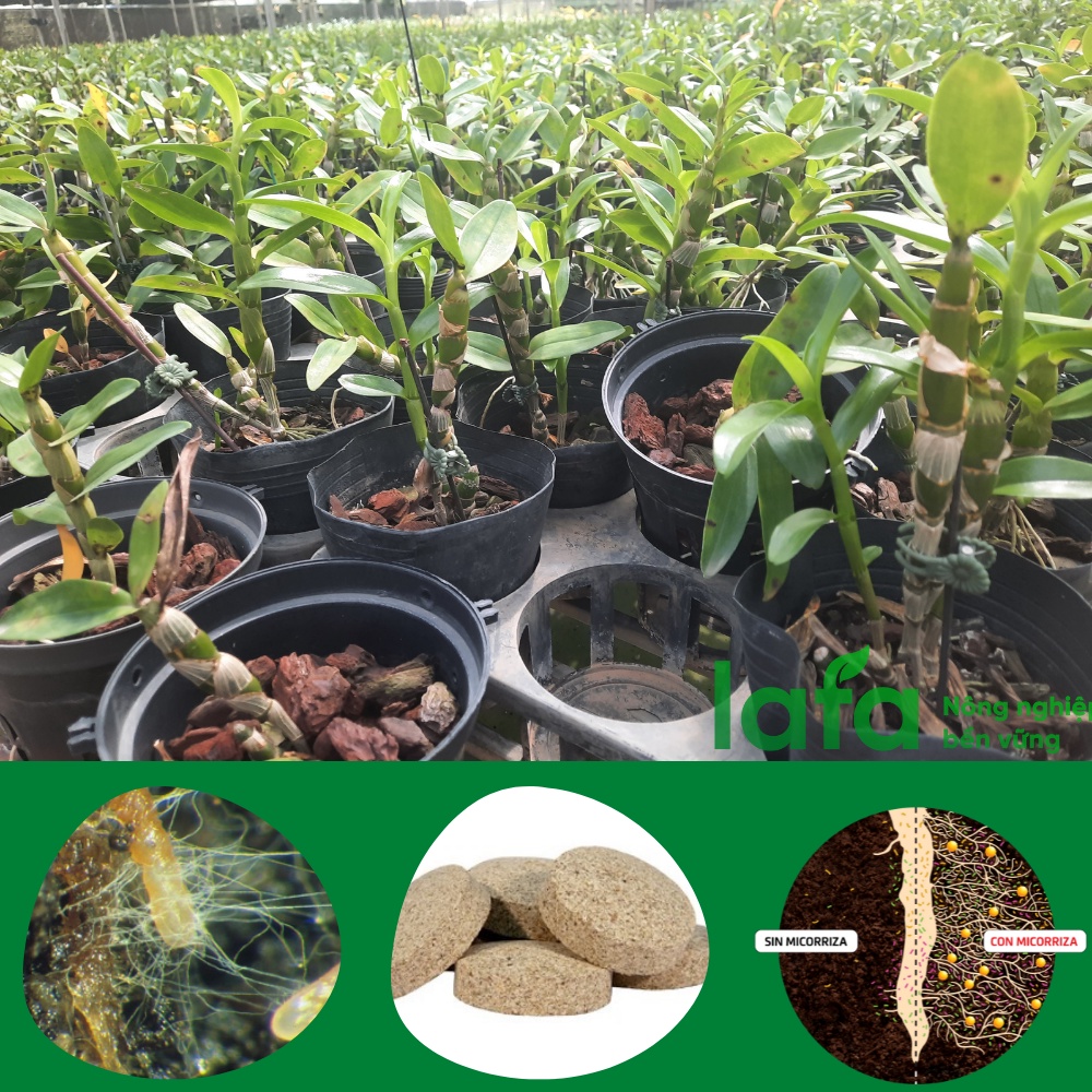 Viên nấm rễ cộng sinh mycorrhiza asir-fruit nhập khẩu Tây Ban Nha