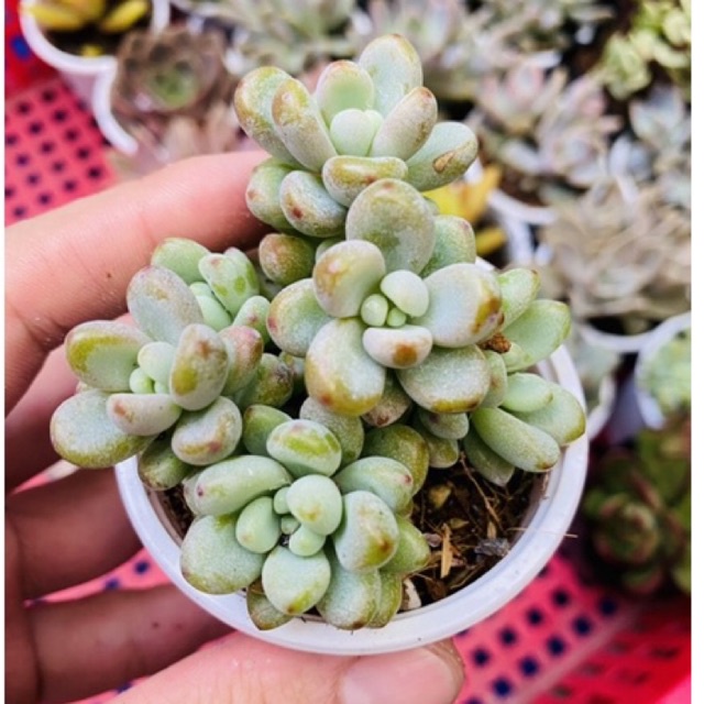 SEN ĐÁ SỎI KẸO NGỌT NGÀO // ĐÃ THUẦN // DỄ TRỒNG