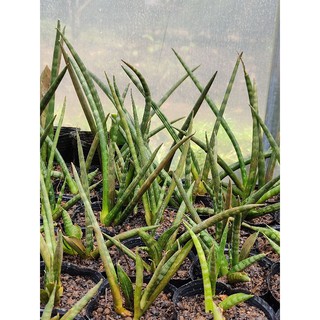 Chậu lưỡi hổ ngà voi