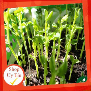 - Hạt Giống Mầm Đậu Hà Lan chất lượng.