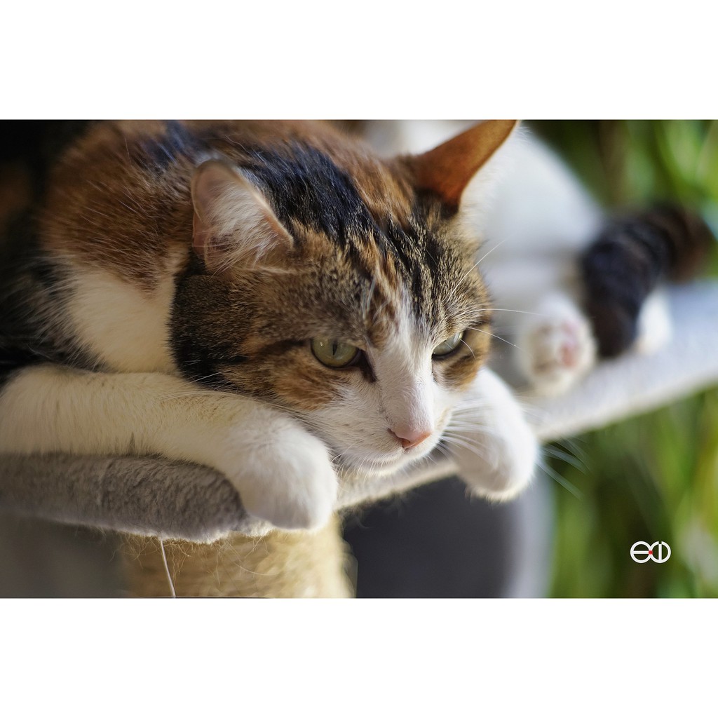 Ống kính máy ảnh Aqunon 28mm f2.8 MF Canon FD  HKG