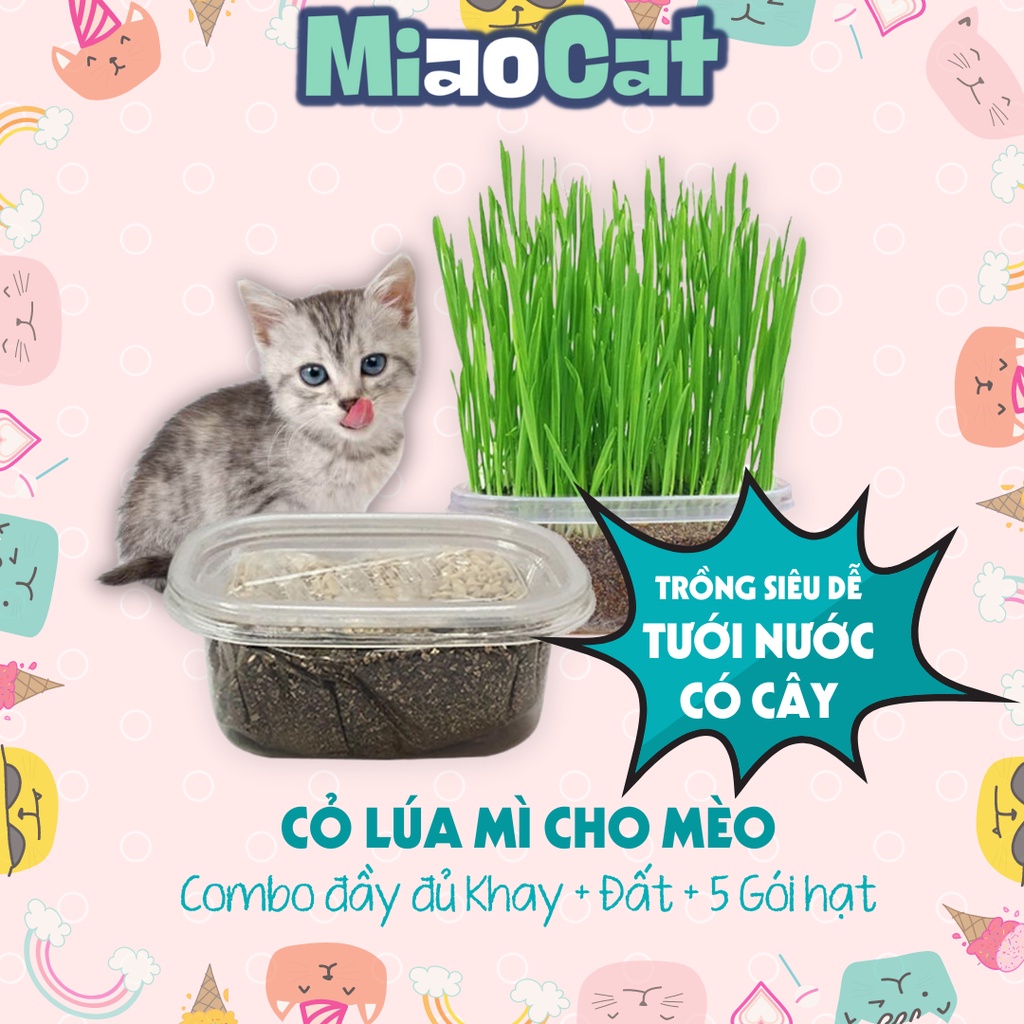 Combo gieo trồng cỏ lúa mì tiện lợi giúp mèo bổ sung chất xơ, tiêu búi lông - MIAOCAT