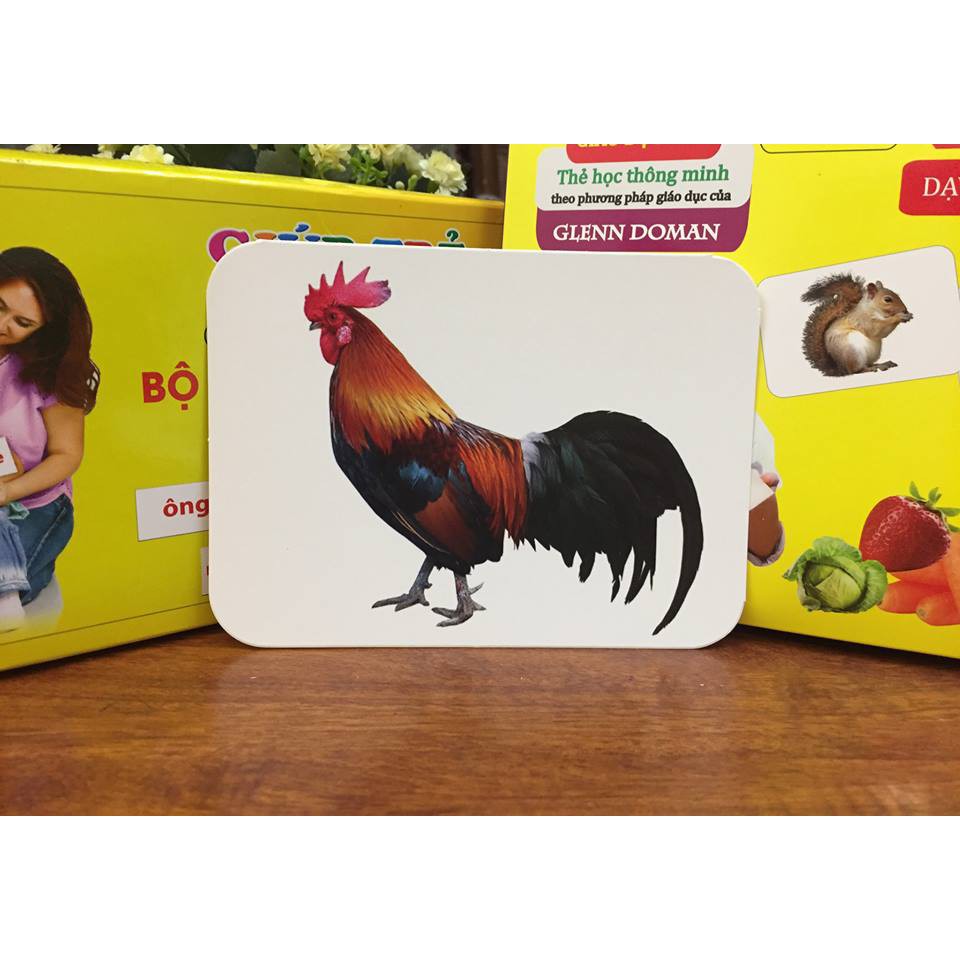 Bộ Thẻ học Chuẩn Glenn Doman 16 Chủ Đề TGXQ loại TO song ngữ A-V dạy bé nhận biết thế giới xung quanh