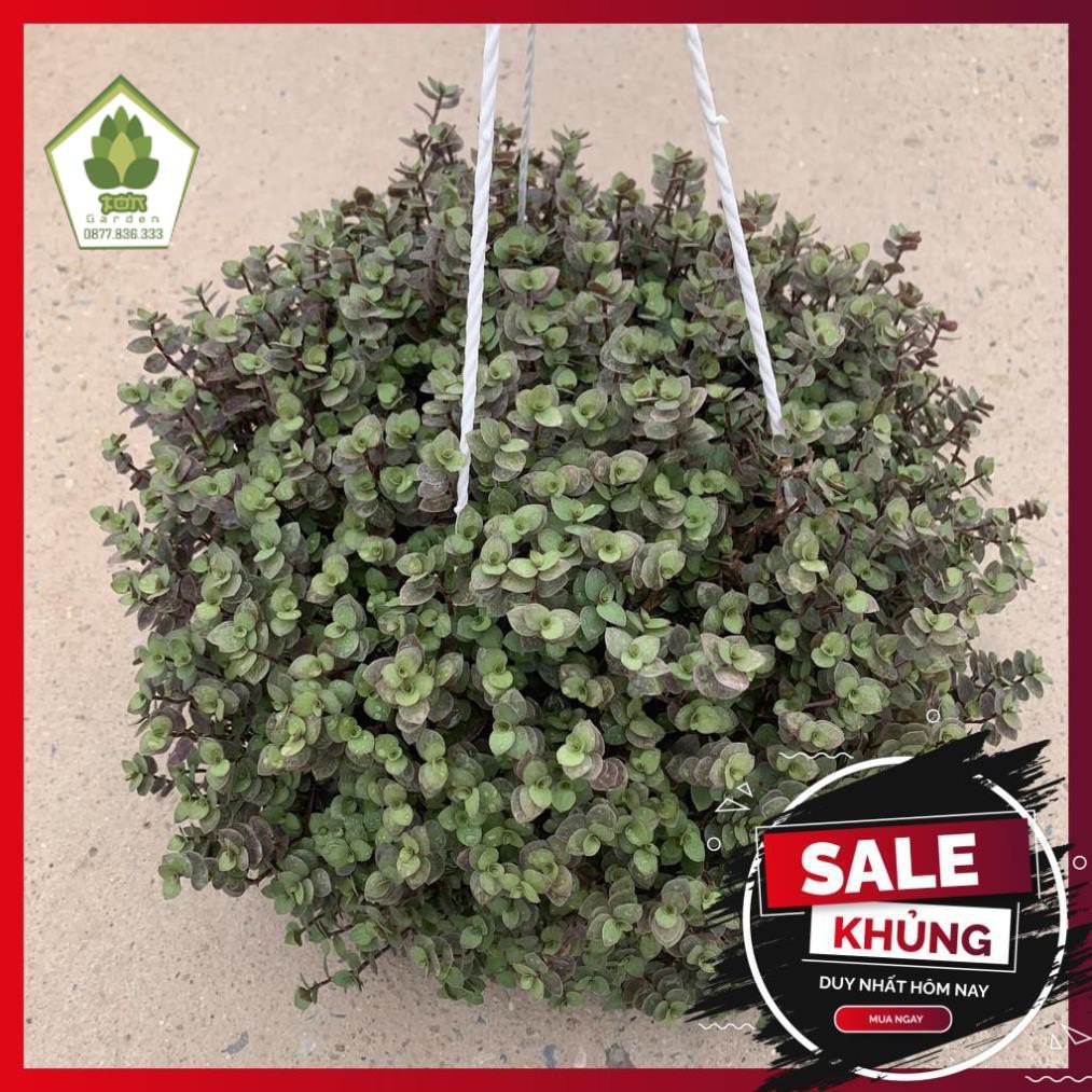 Chậu tổ ong treo bán kính 30-35cm, cây cực xum xuê, phát triển nhanh và sức sống bền, cây cảnh treo ban công, tường rào