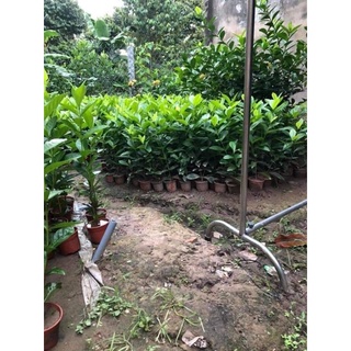 mẫu đơn vàng