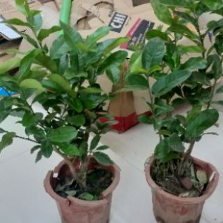 Cây Chanh Vàng Mỹ