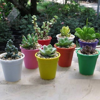Chậu nhựa nhỏ (cốc trồng cây) 8x8 cm, nhiều màu