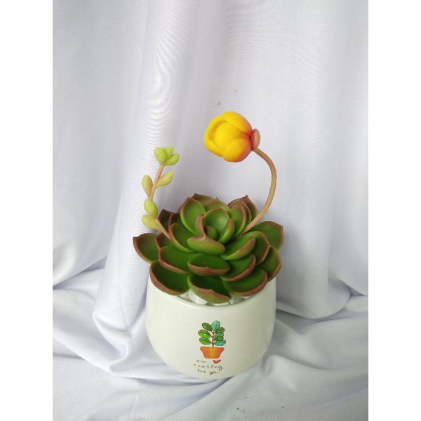 Chậu sen đá đất sét đường kính 10cm có hoa