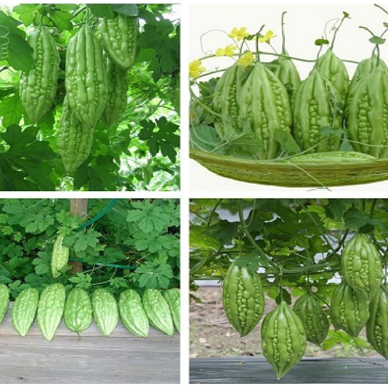 Hạt giống khổ qua mỡ ta  1 gói 10 hạt