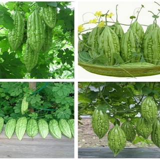 10 Hạt giống mướp đắng (khổ qua mỡ F1 )